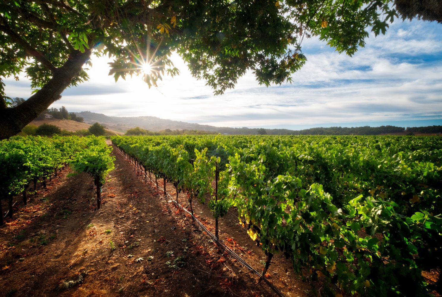 Photo of a Sonoma County vineyard shaded by an oak tree